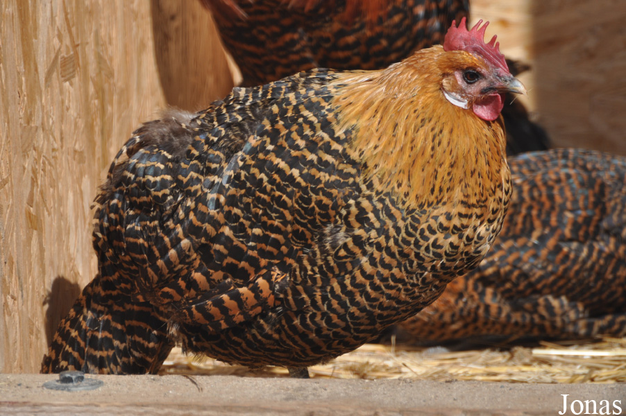 Poule Braekel