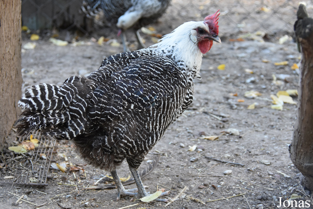 Poule Braekel