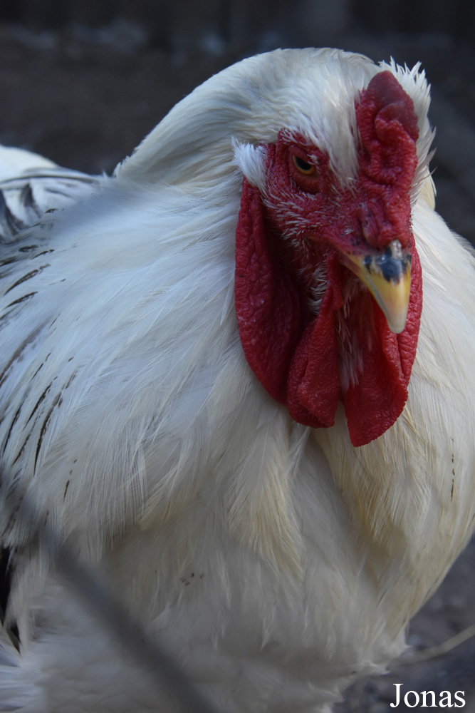 Poule Brahma