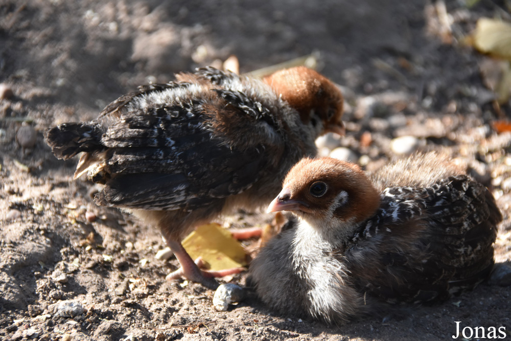 Poule Cemani