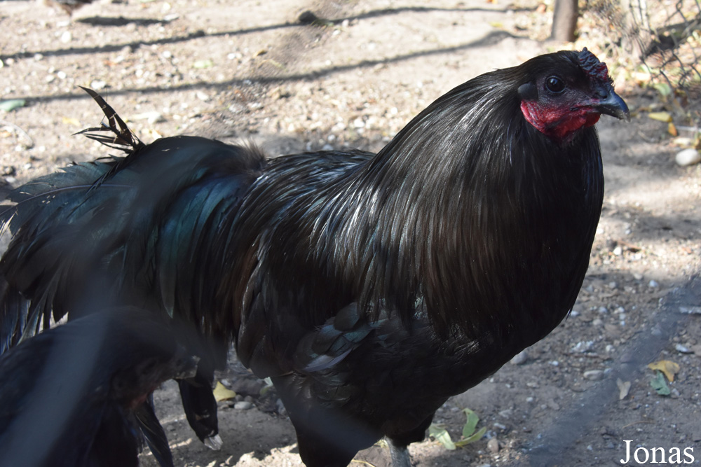 Poule Cemani