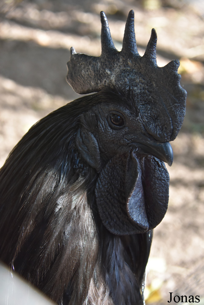 Poule Cemani