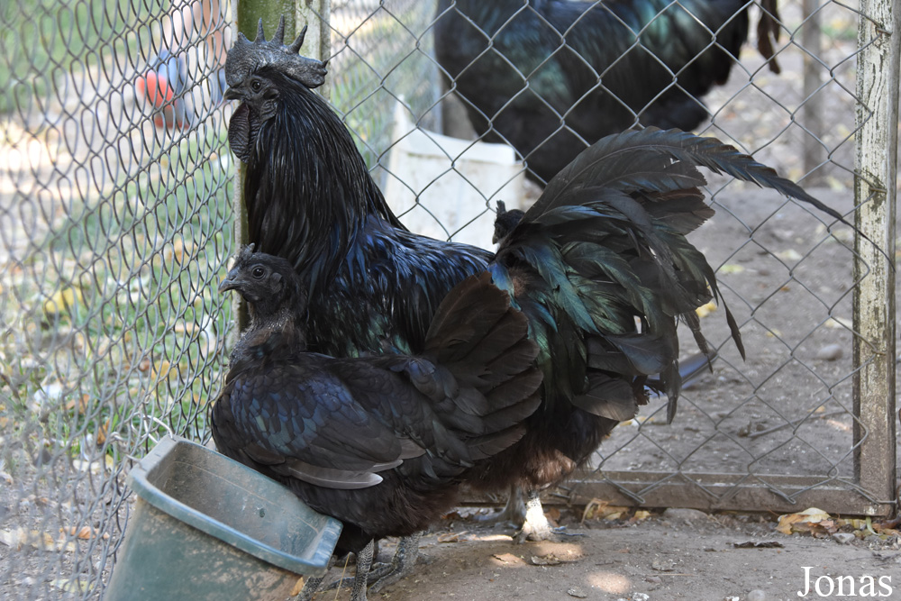 Poule Cemani