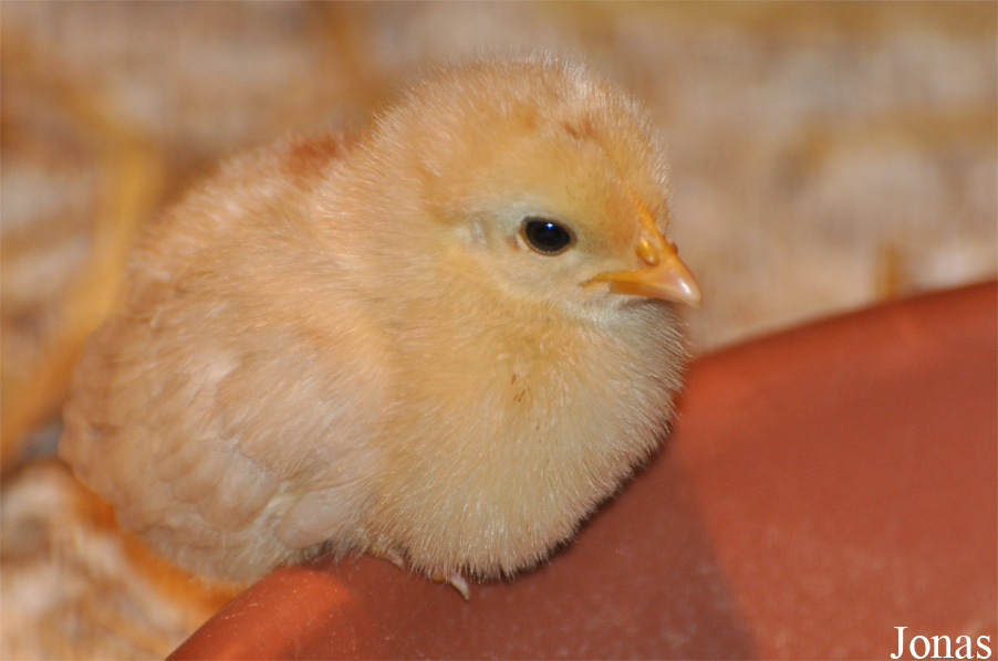Poule domestique