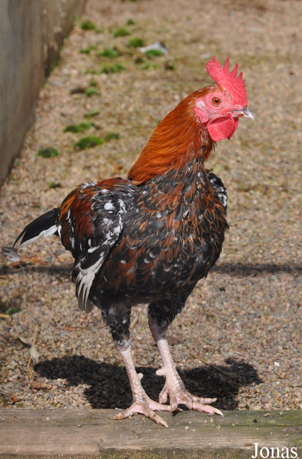 Poule domestique