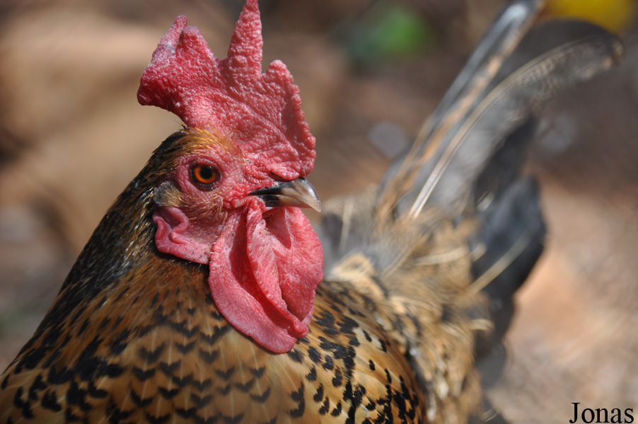 Poule domestique