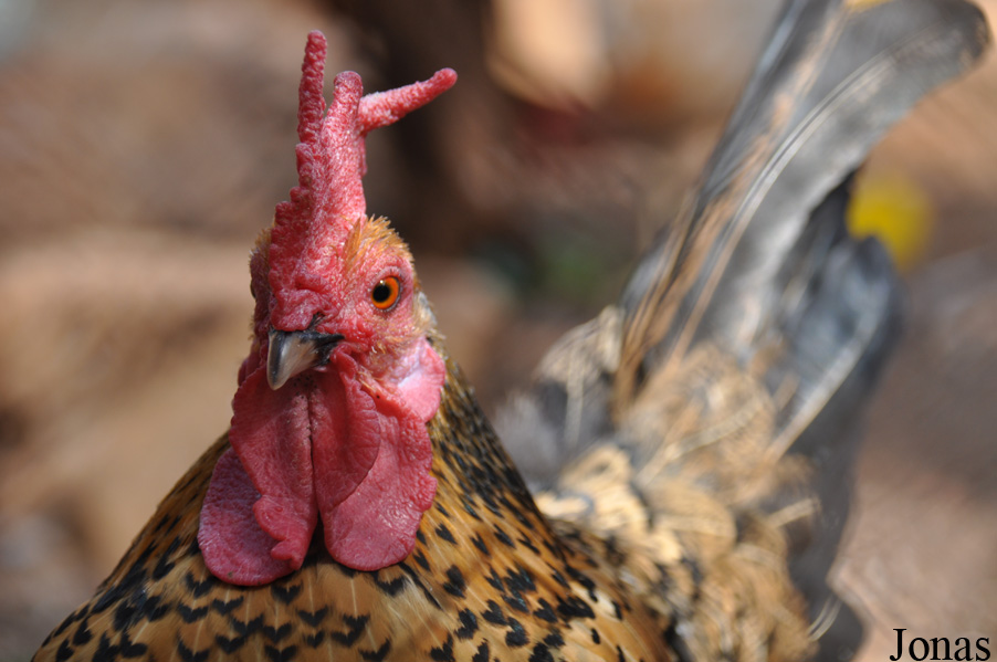 Poule domestique