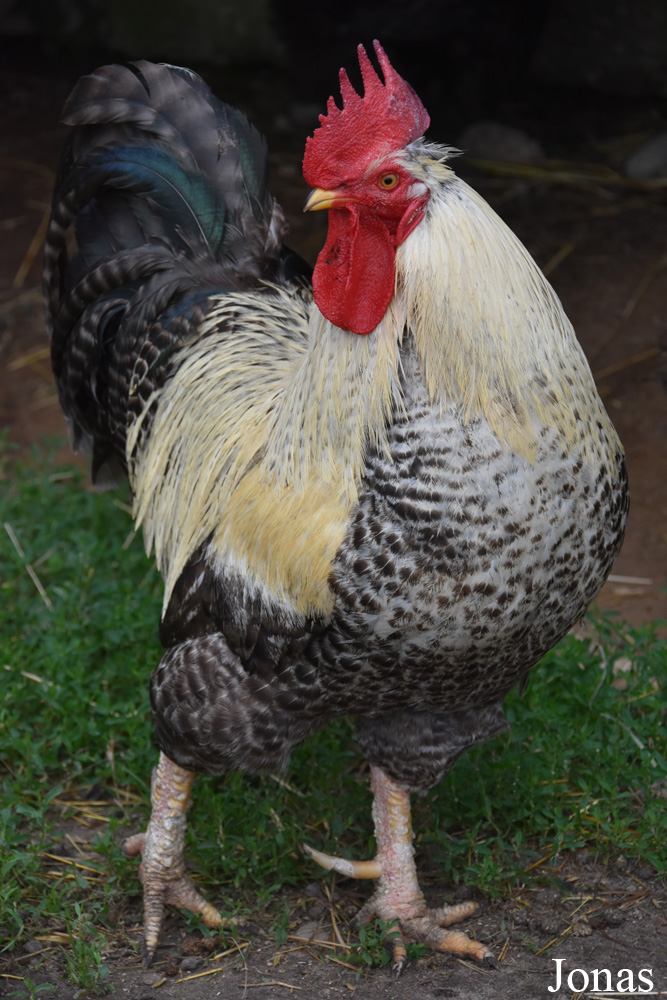 Poule domestique