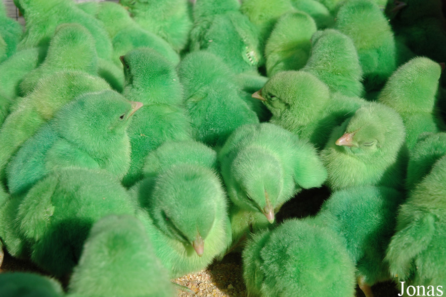 Poule domestique / Friday Market