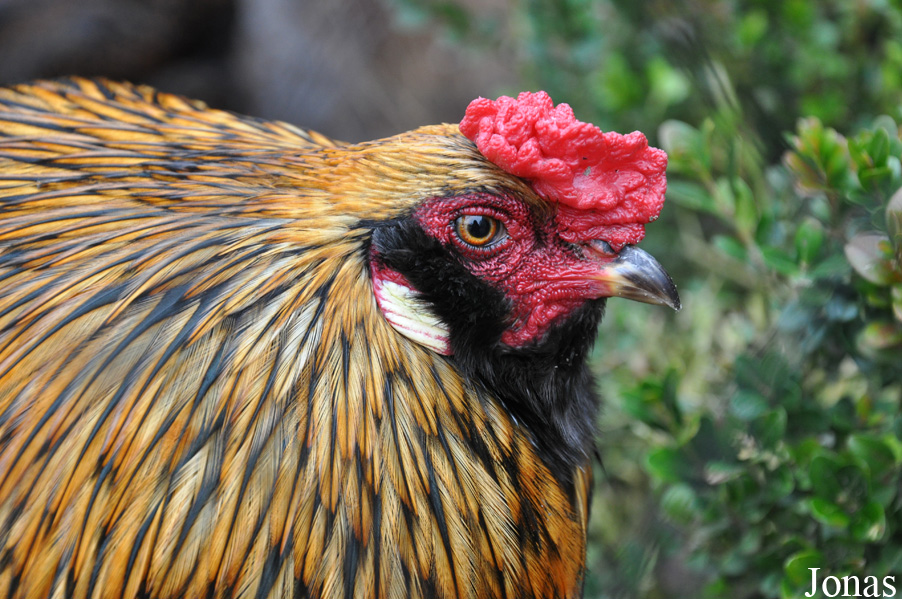 Poule domestique