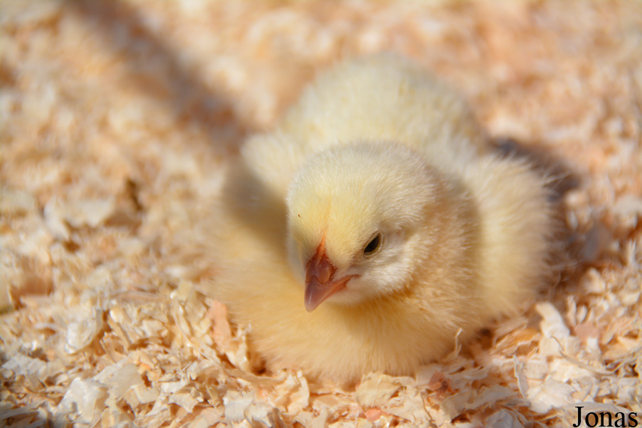 Poule domestique