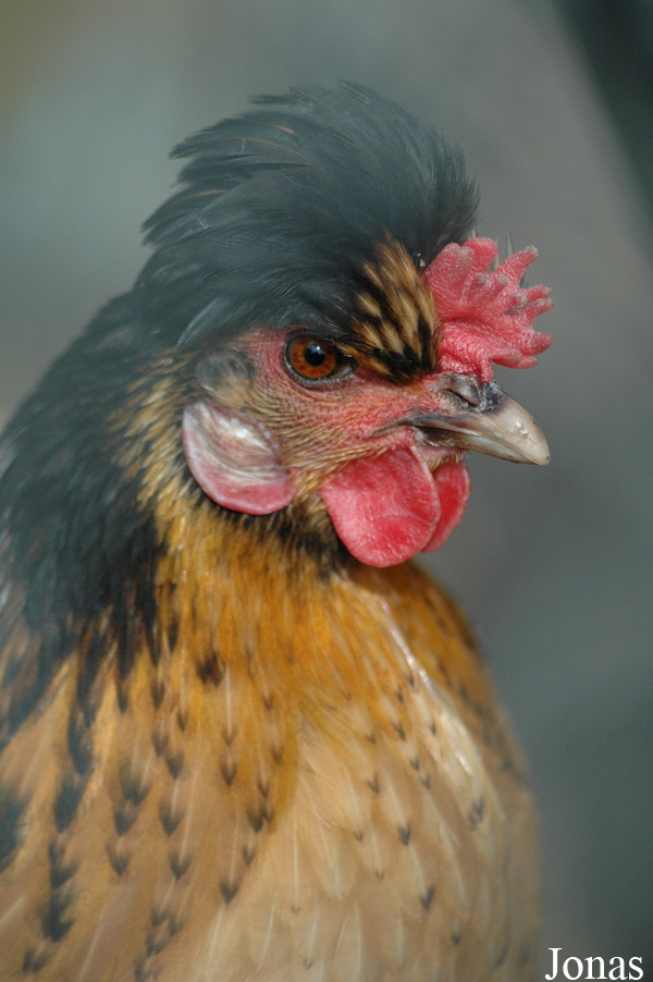 Poule domestique