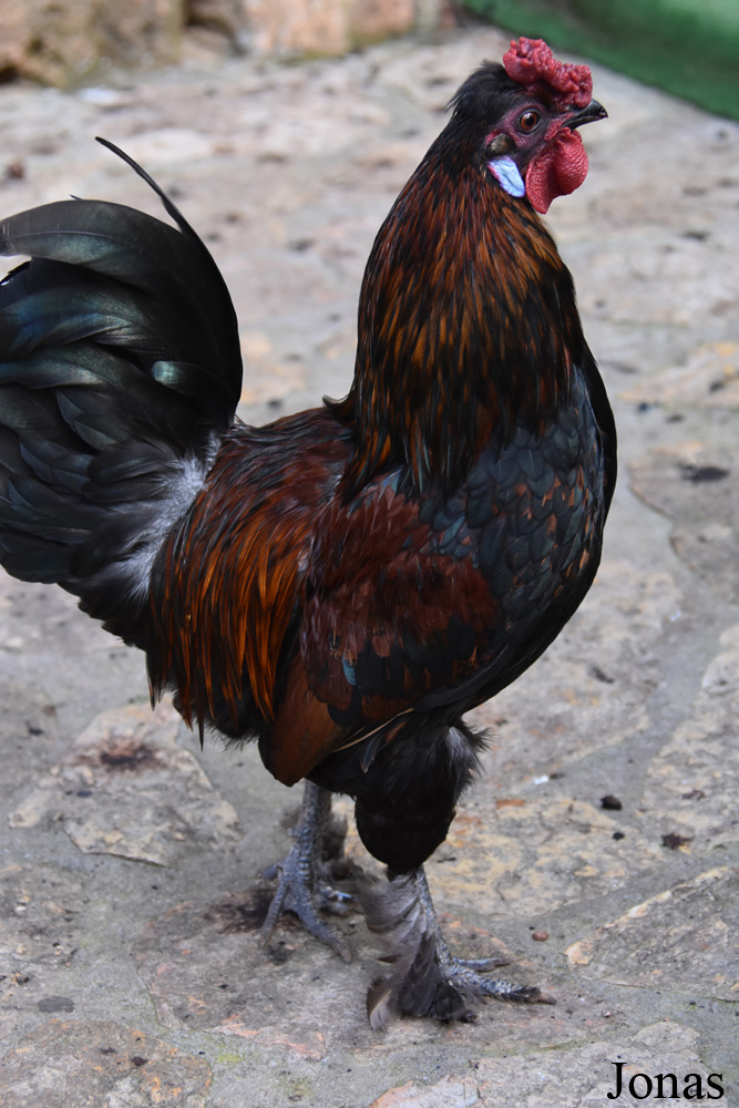 Poule domestique
