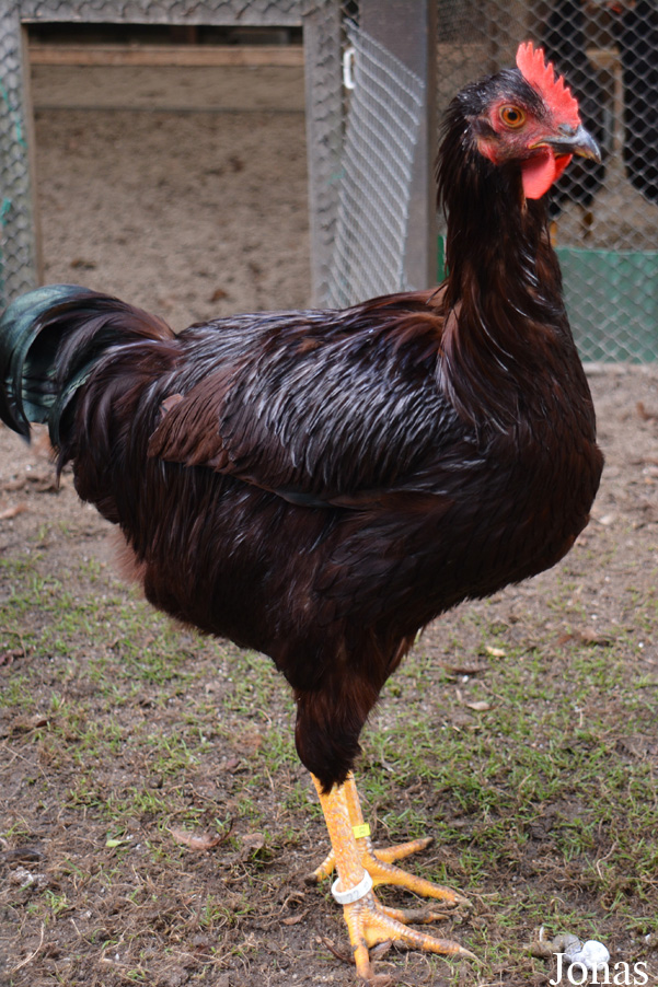Poule domestique