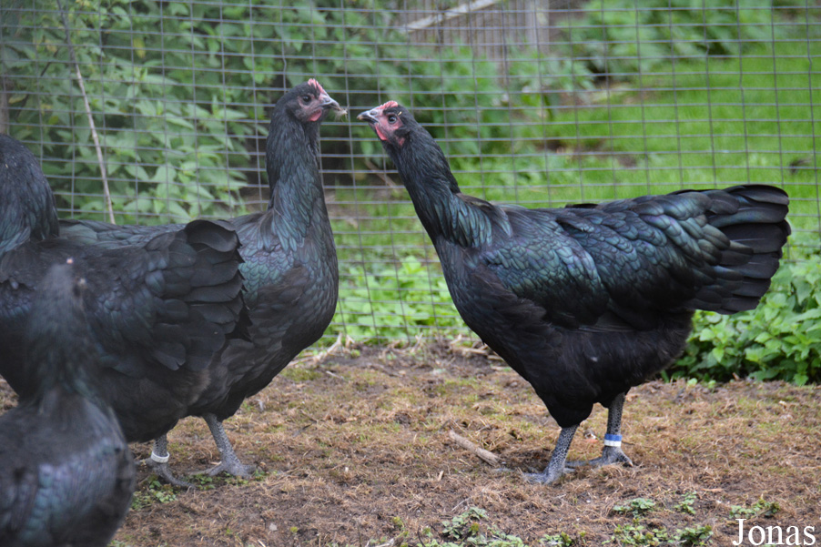 Poule domestique