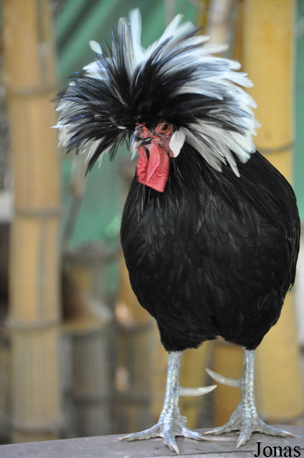 Poule domestique
