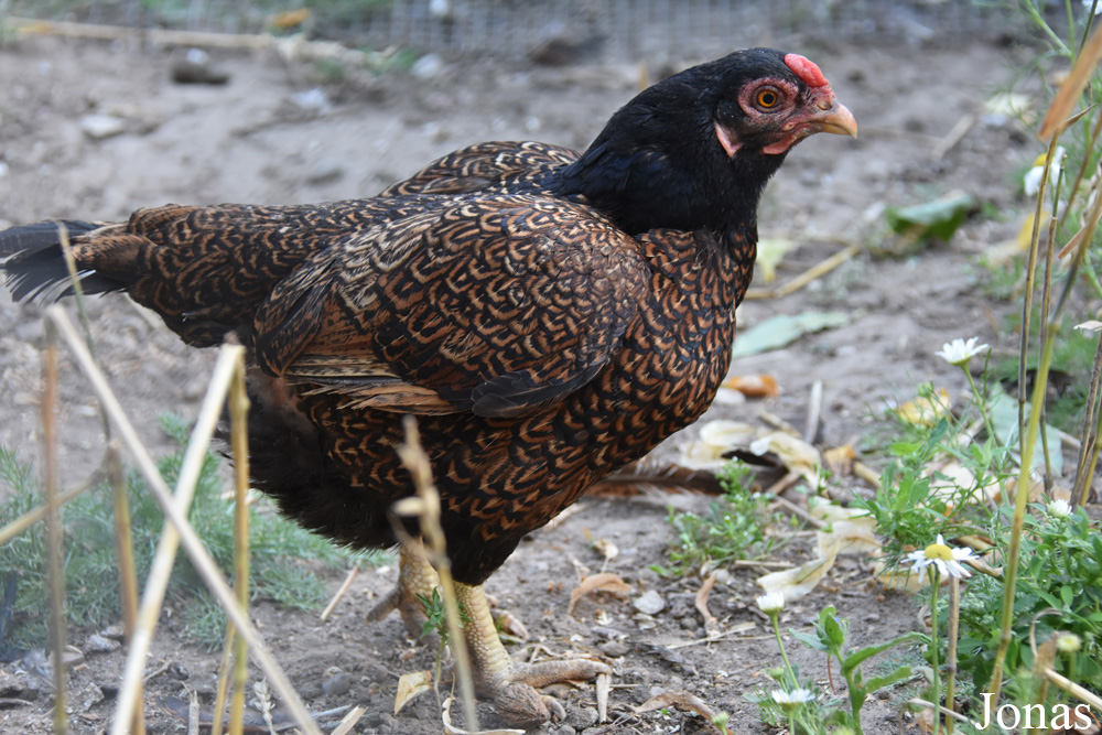 Poule domestique