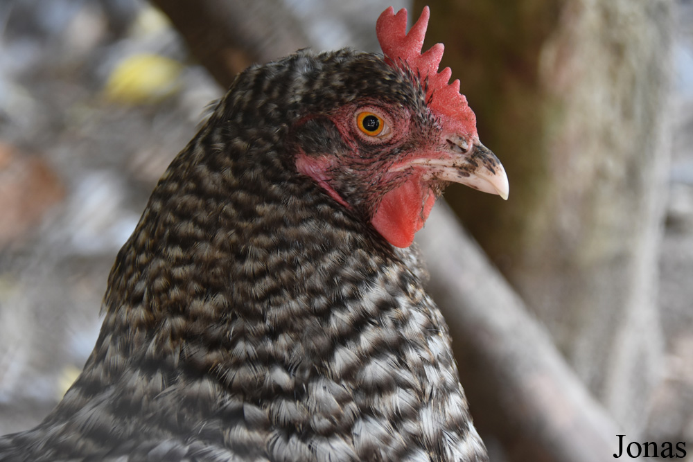 Poule domestique