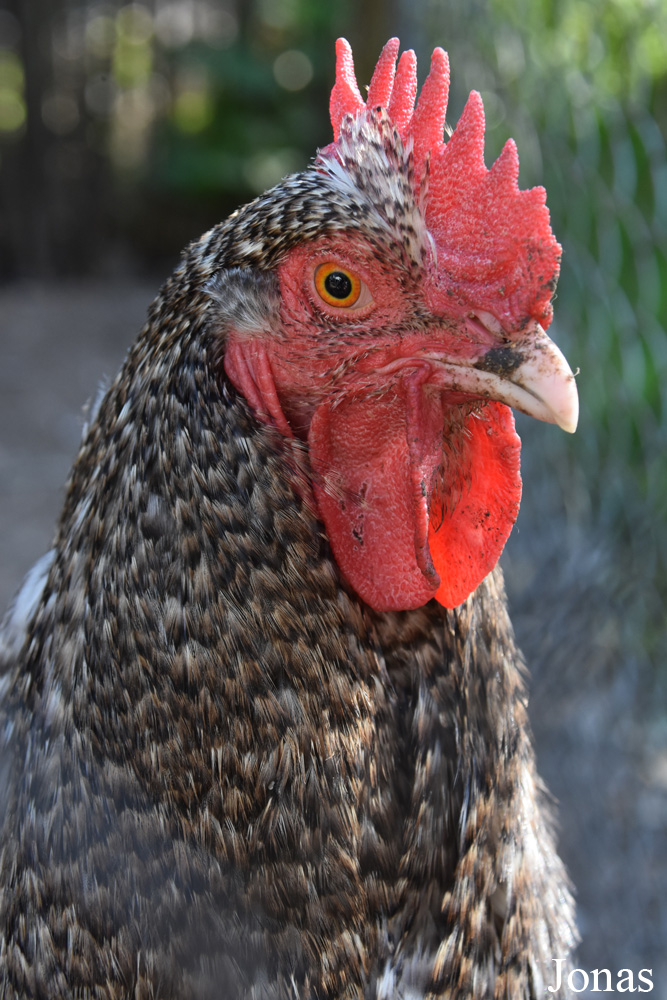 Poule domestique