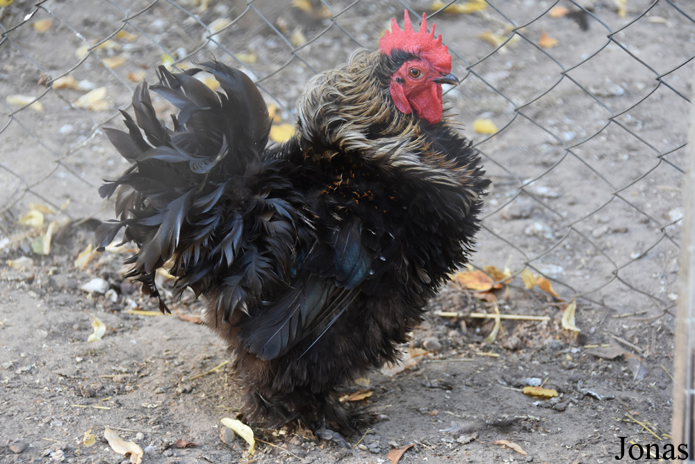 Poule domestique