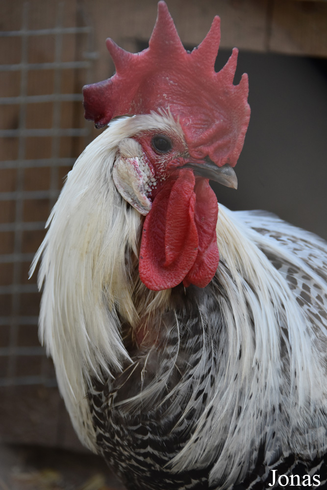 Poule domestique