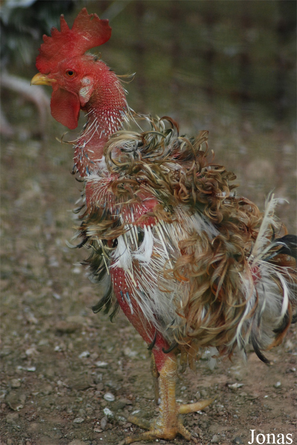 Poule Frisée
