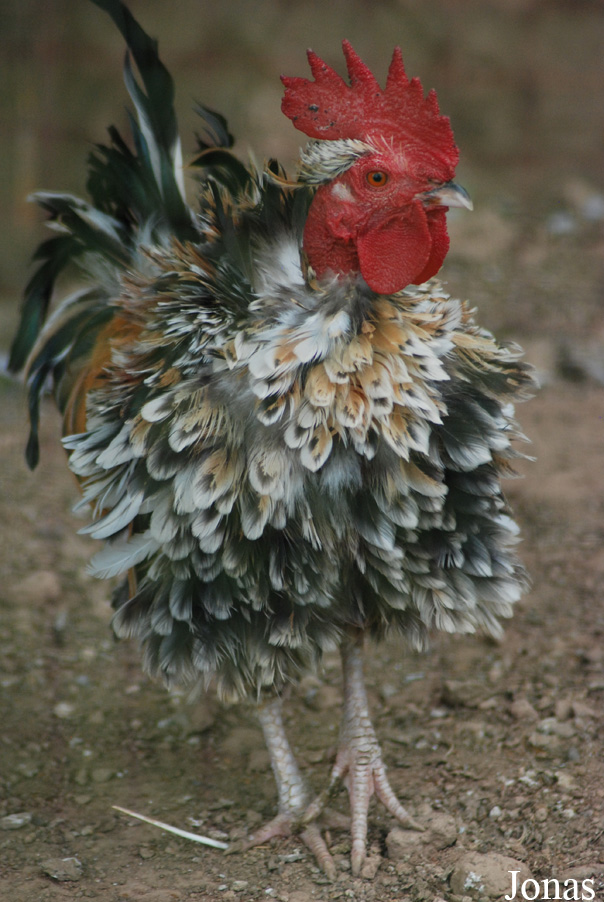 Poule Frisée