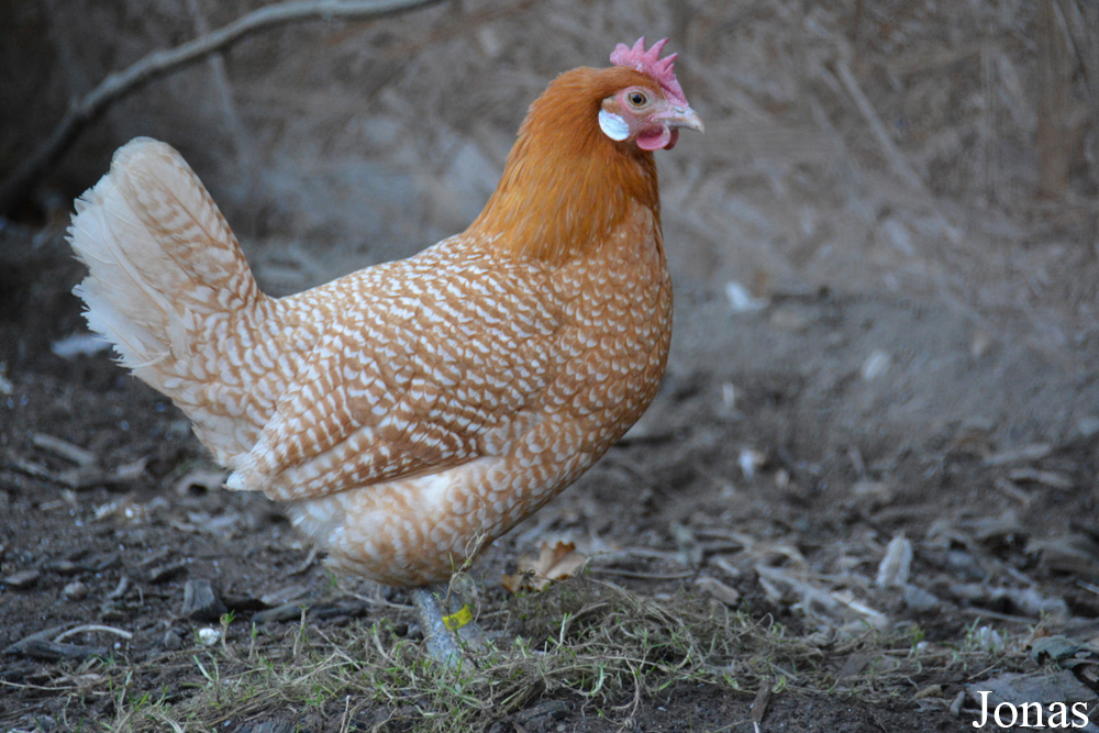 Poule Fryske Hin