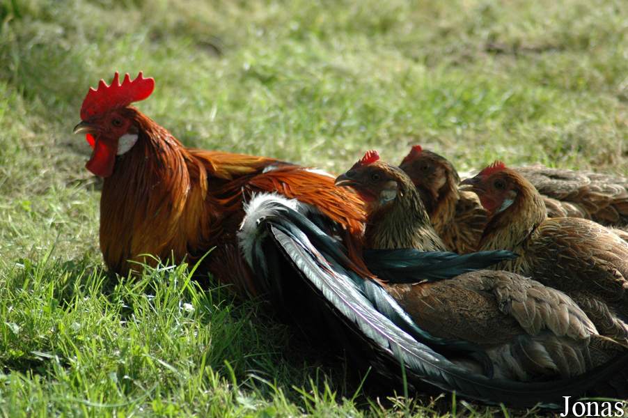 Poule Gauloise