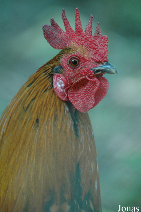 Poule Gauloise