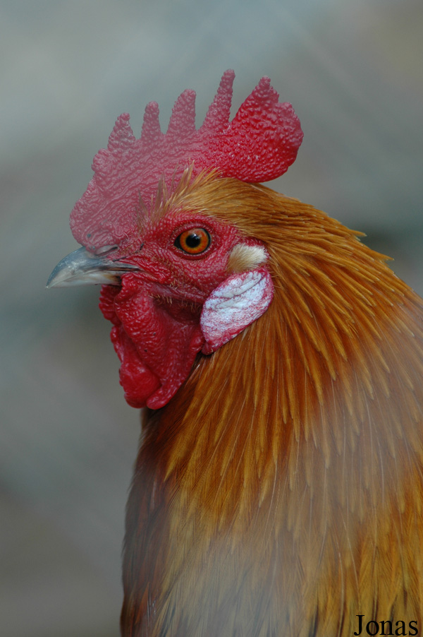 Poule Gauloise