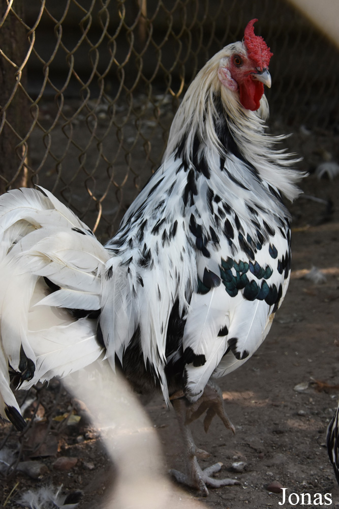 Poule de Hambourg