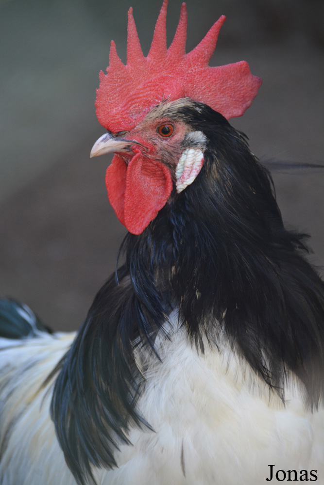 Poule Lakenvelder