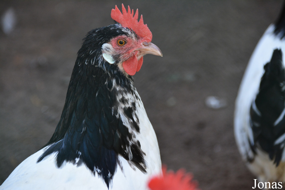 Poule Lakenvelder