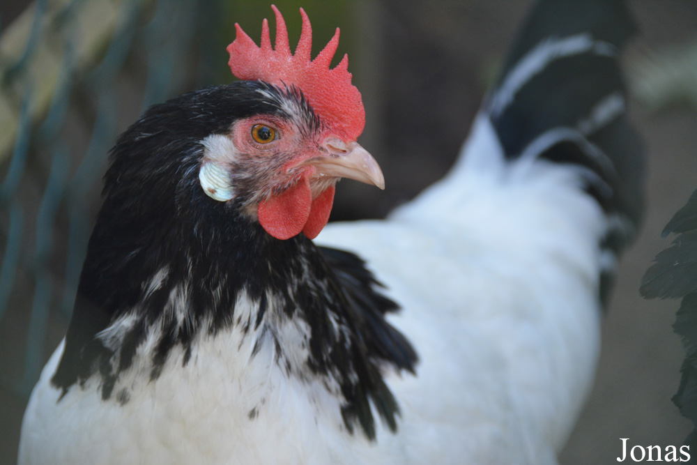 Poule Lakenvelder