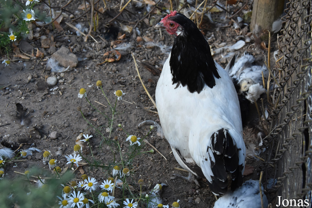 Poule Lakenvelder