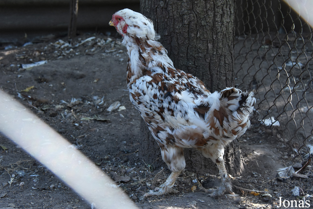 Poule Orloff