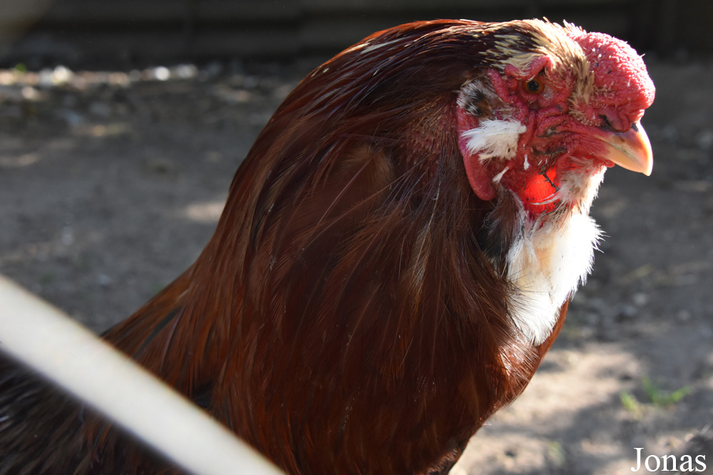 Poule Orloff