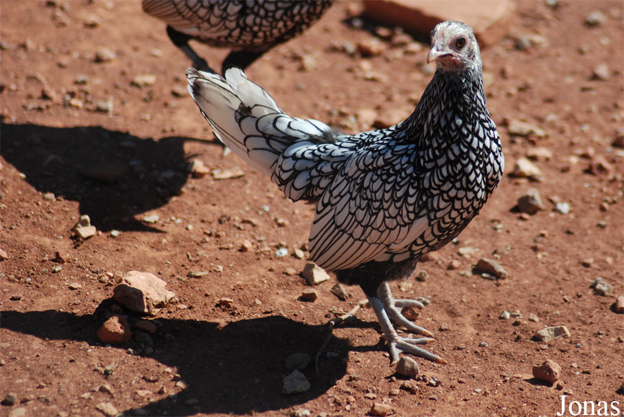 Poule Sebright