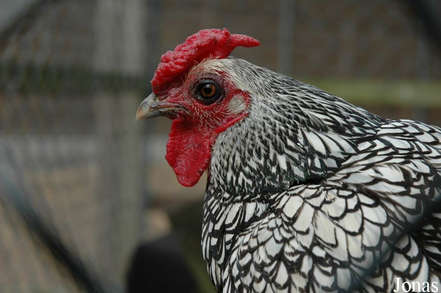 Poule Sebright
