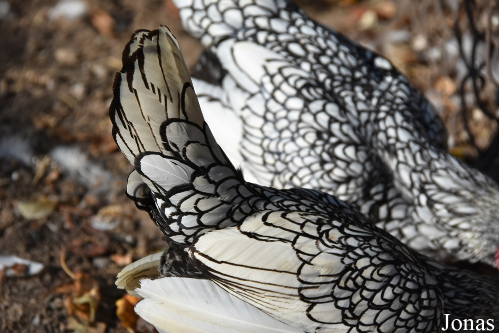 Poule Sebright