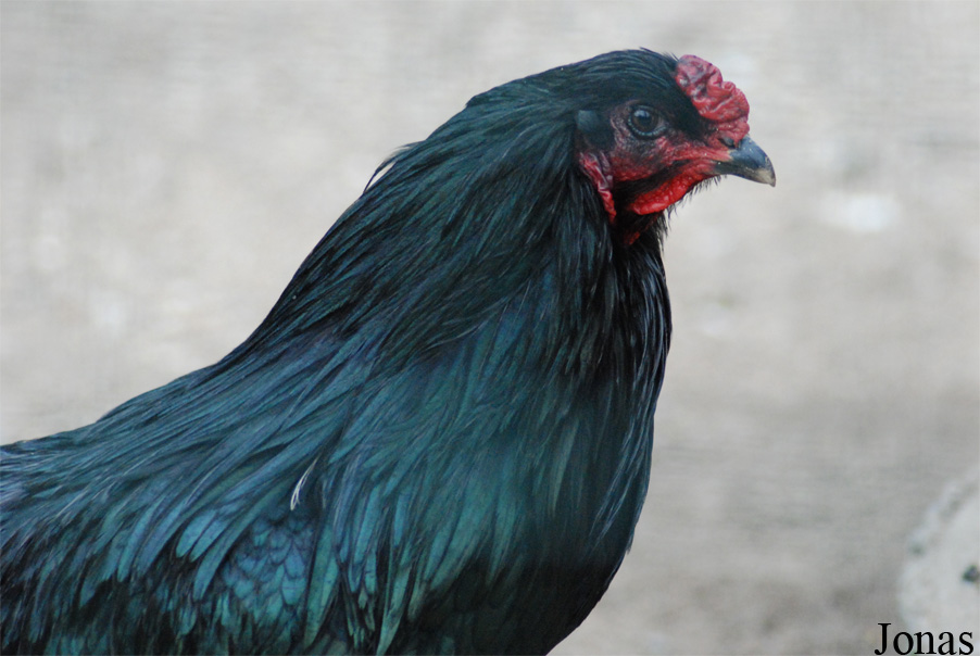 Poule Sumatra