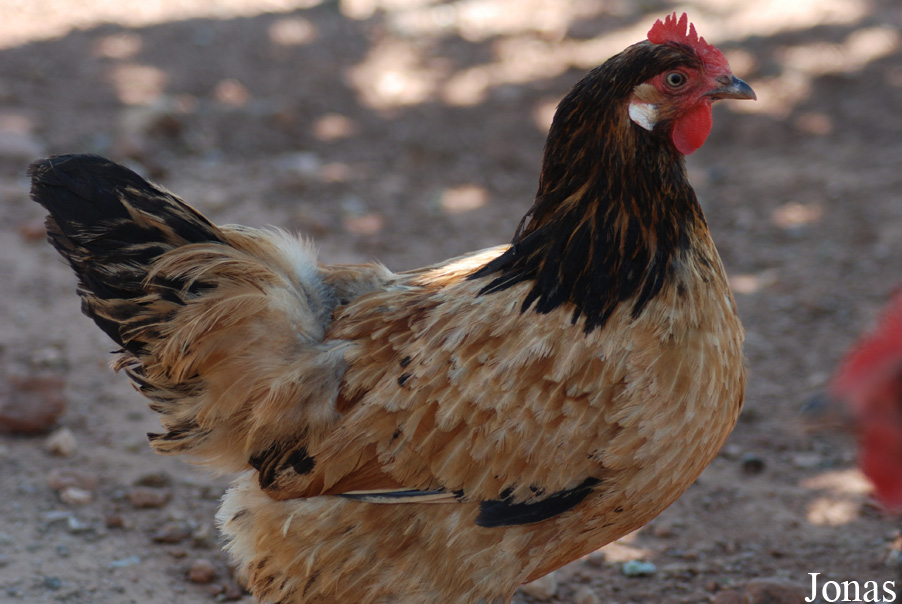 Poule Vorwerk