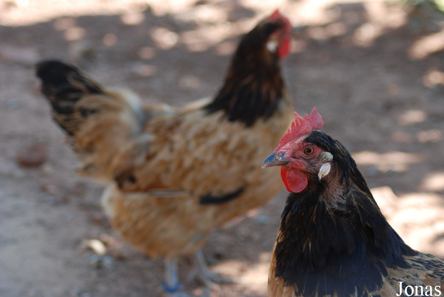 Poule Vorwerk