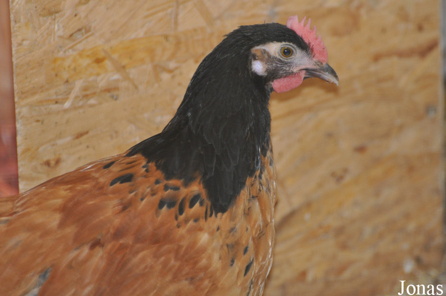 Poule Vorwerkhuhn