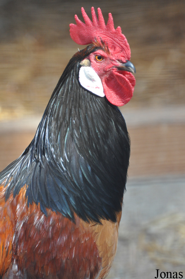 Poule Vorwerkhuhn