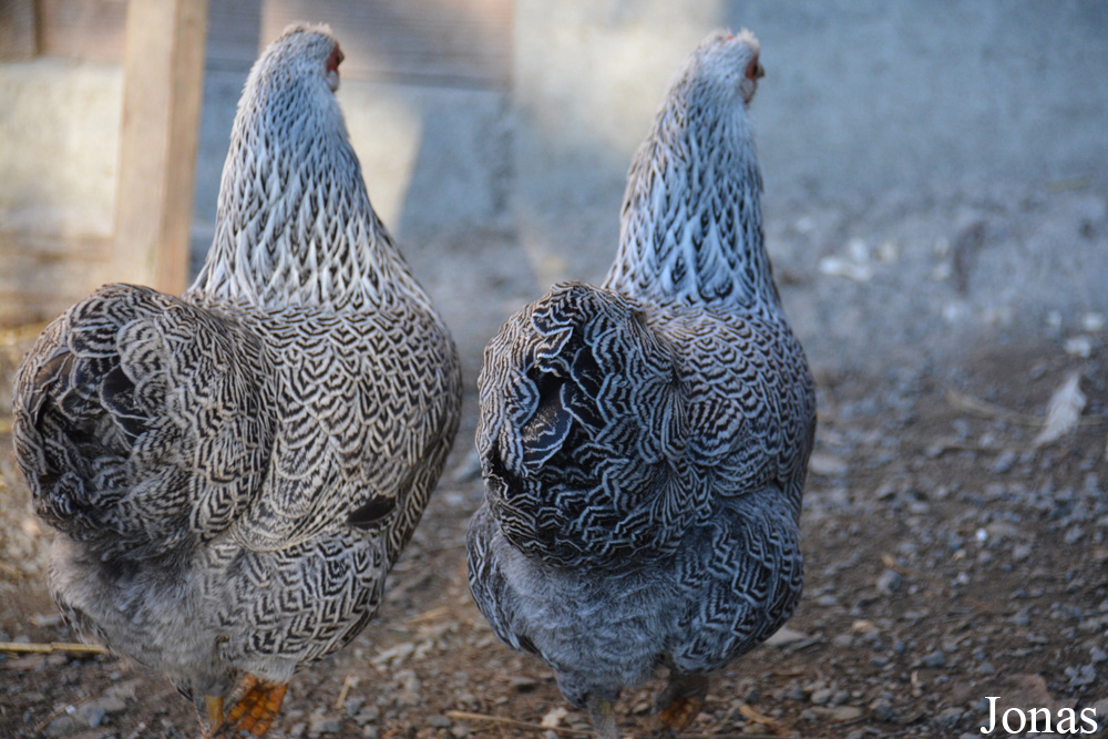 Poule Wyandotte naine