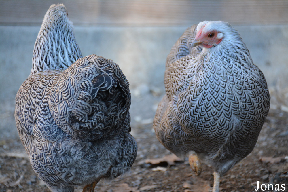 Poule Wyandotte naine