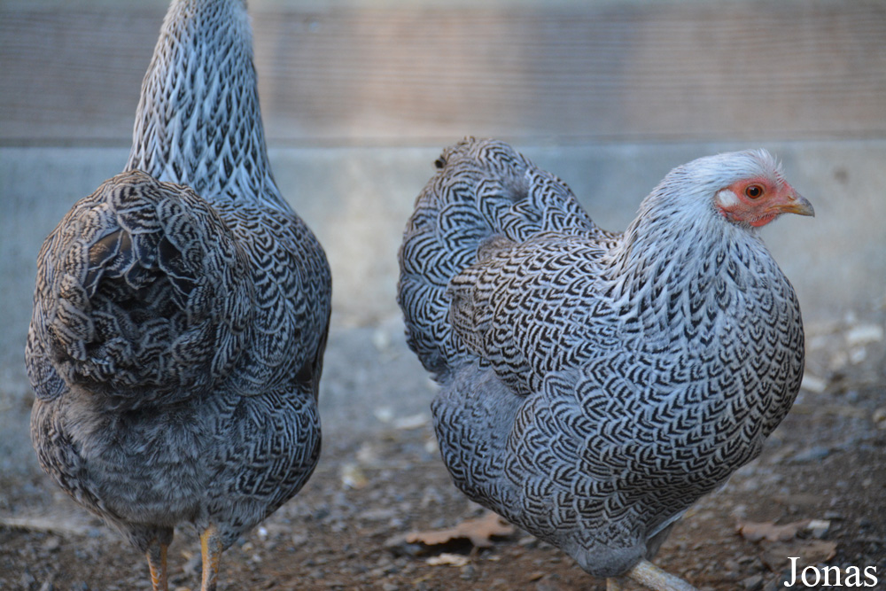 Poule Wyandotte naine