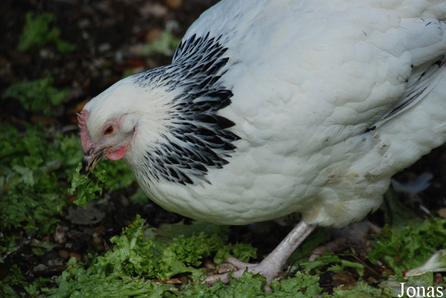Poule Wyandotte naine
